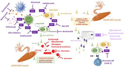 Targeting autoimmune mechanisms by precision medicine in Myasthenia Gravis
